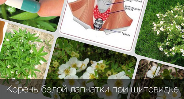 перстач білий для щитовидки