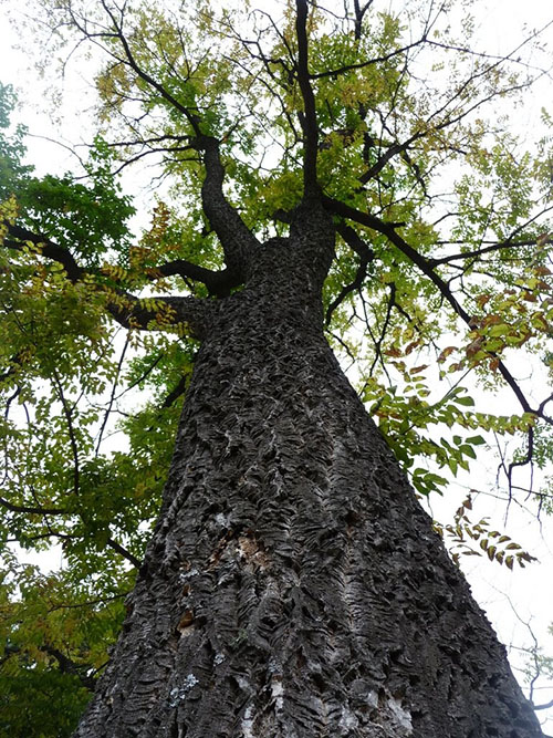 коркове дерево