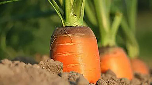 морква на грядці