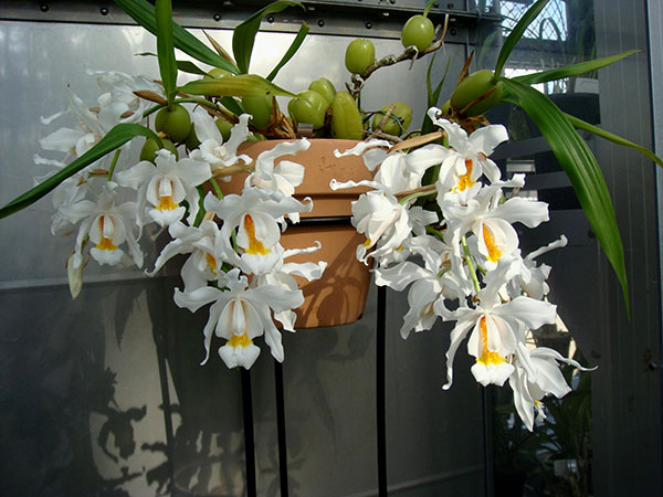 орхідея целогина