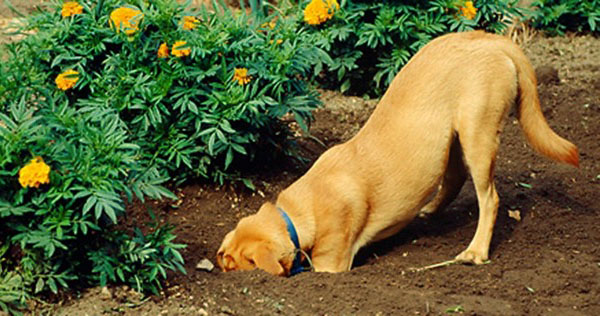пес підриває квіти