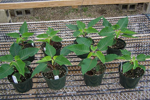 Розмноження пуансеттии живцюванням, правила догляду, відео