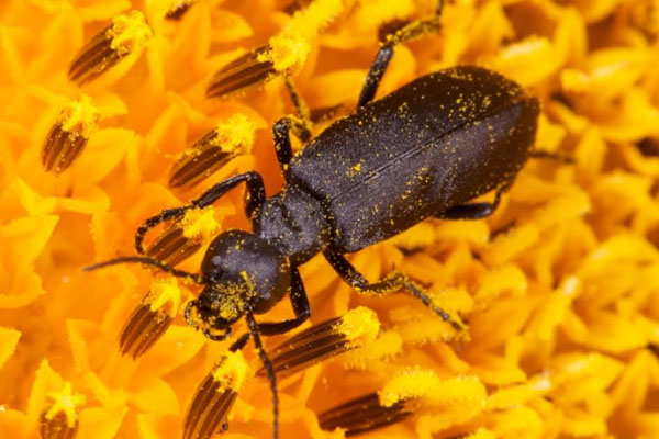 шкідники соняшнику