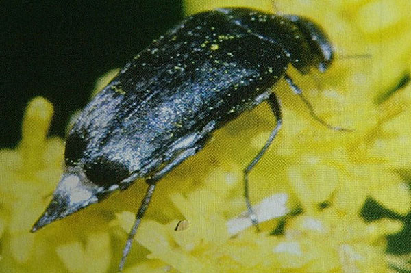 соняшниковий шипоноска