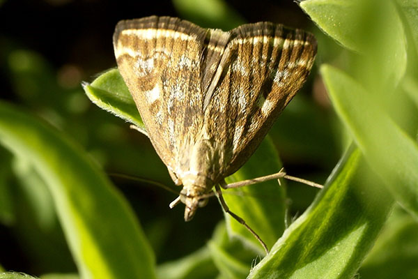 лучний метелик