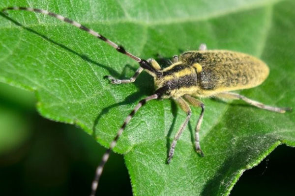 соняшниковий вусач