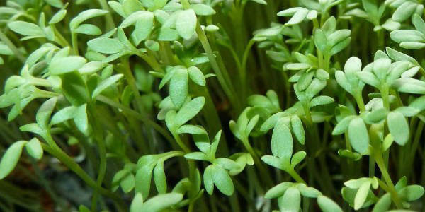 крес салат дукат