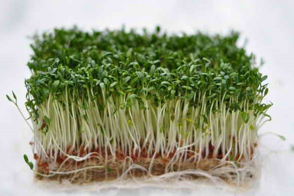 крес салат Данський