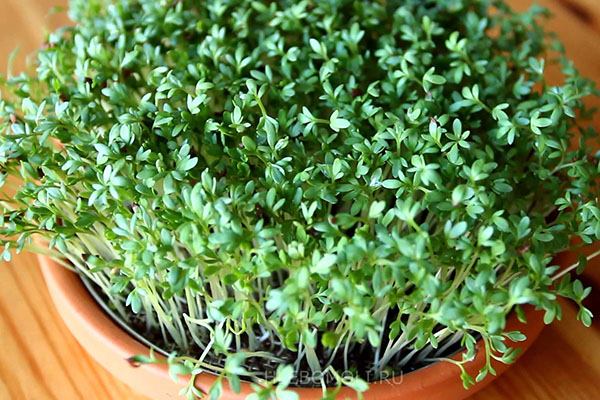 крес салат ажур