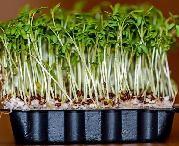 вітаміни взимку