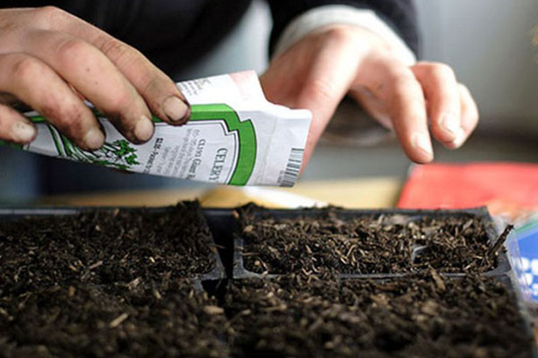 посів насіння