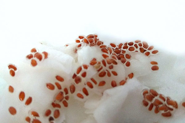 насіння крес салату на ваті