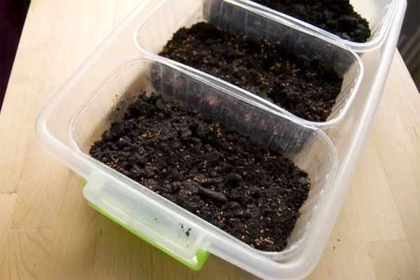 посів насіння