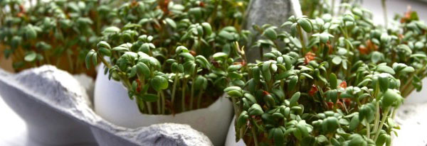 крес салат забава