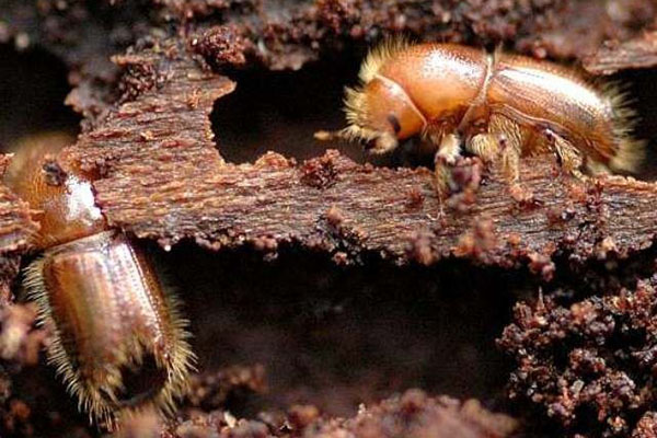 короїд завдає відчутної шкоди саду