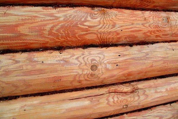 жук короїд на стіні будинку