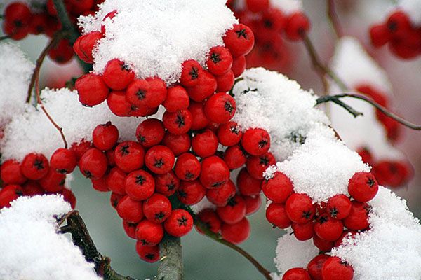 ягоди горобини під снігом
