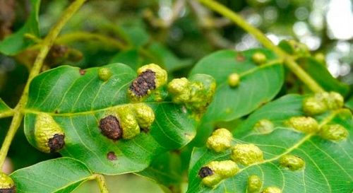 горіховий кліщ