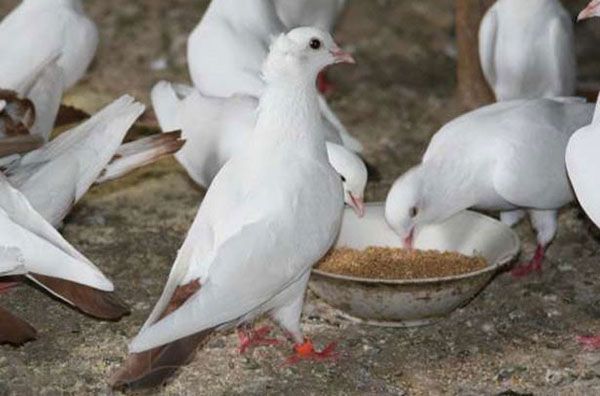 харчування для голубів