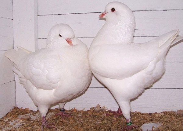 пара голубів