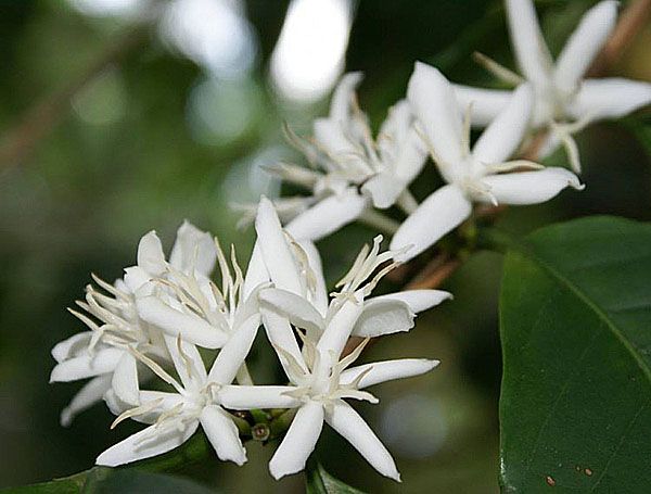 білосніжні квіти кавового дерева