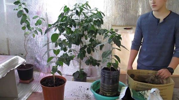вирощування кавового дерева
