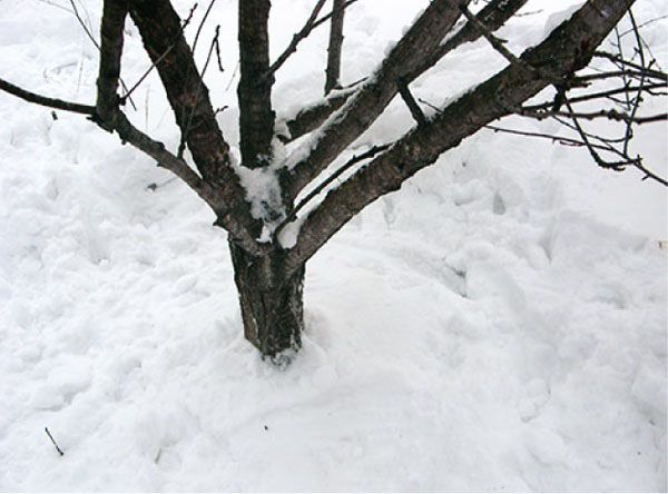 втоптувати сніг навколо дерев