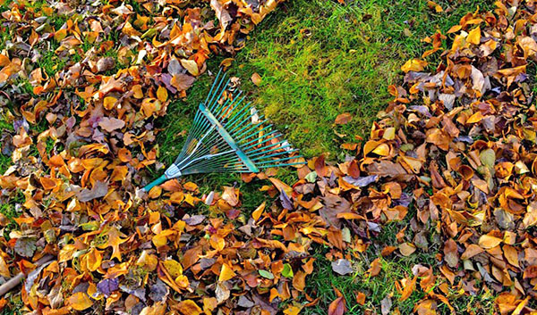 прибирання листя і гілок в саду