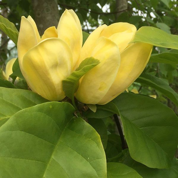 Цвітіння сорту магнолії Yellow Bird
