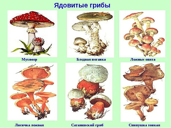 небезпечні для здоров'я гриби