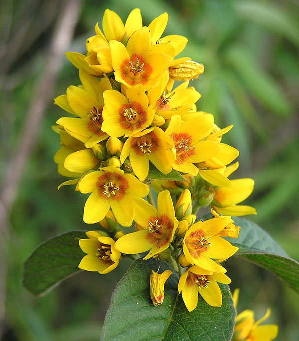яскраво-жовті квіти вербейника