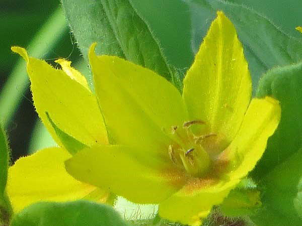 лимонні квіти вербейника