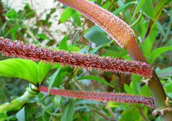 Черешки листя філодендрона чешуеносного