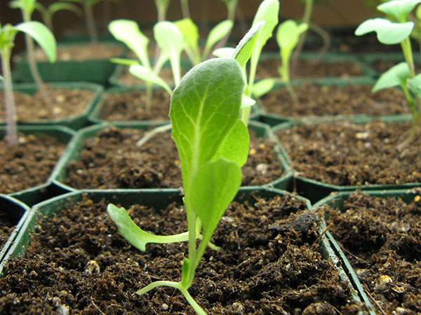 вирощування розсади салату ромен