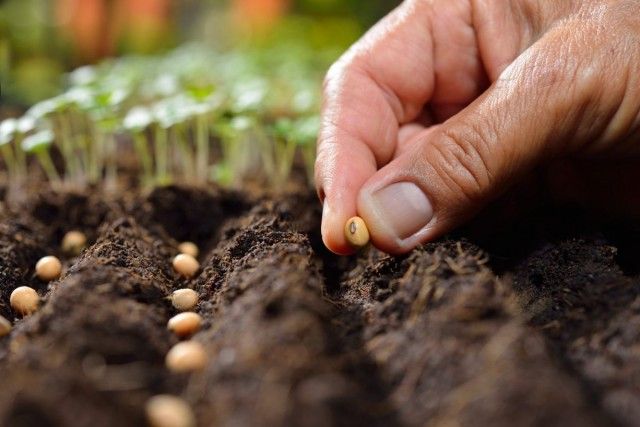 Підготовка власноруч зібраних насіння до сівби - обов'язковий етап вирощування здорової розсади