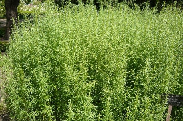 Естрагон (Artemisia dracunculus)