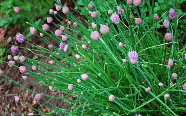 Шніт-цибуля (Allium schoenoprasum L.)