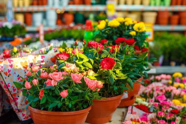 Головний секрет успішного вирощування кімнатних троянд - правильний вибір виду рослини