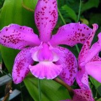 Орхідея каттлея (Cattleya)