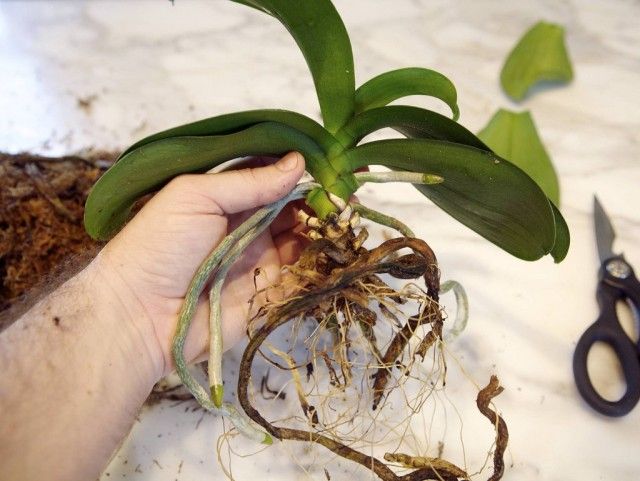 Пересадка орхідеї потрібна не тільки в міру зростання, але і в разі загнивання коренів або зіпсованого субстрату