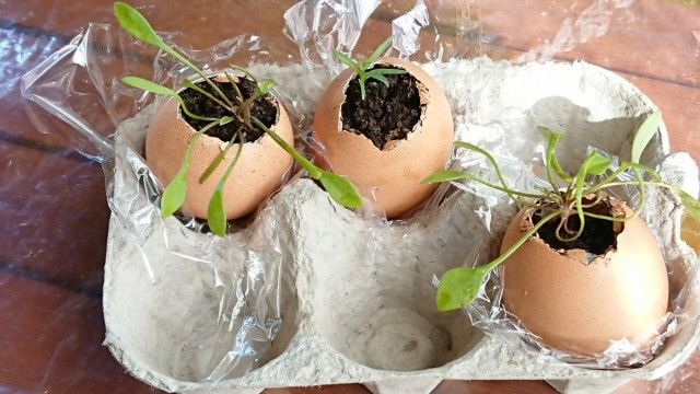 Яєчна шкаралупа - природна ємність для розсади