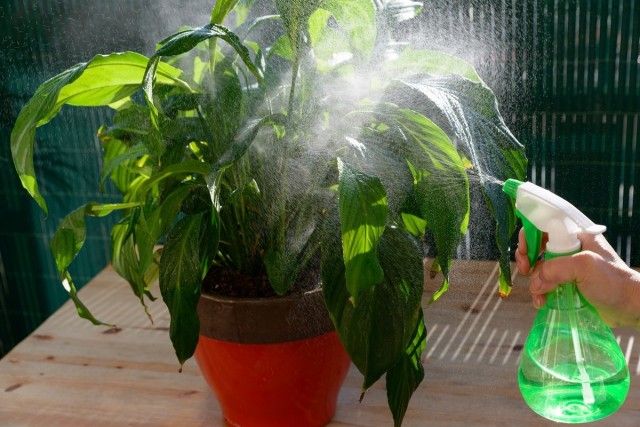 Для кімнатних рослин можна проводити пару обробок «Цирконій»: в період відростання пагонів і листя і в фазу бутонізації