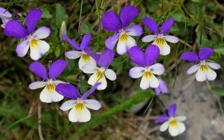 Братки, або Фіалка триколірна (Viola tricolor)