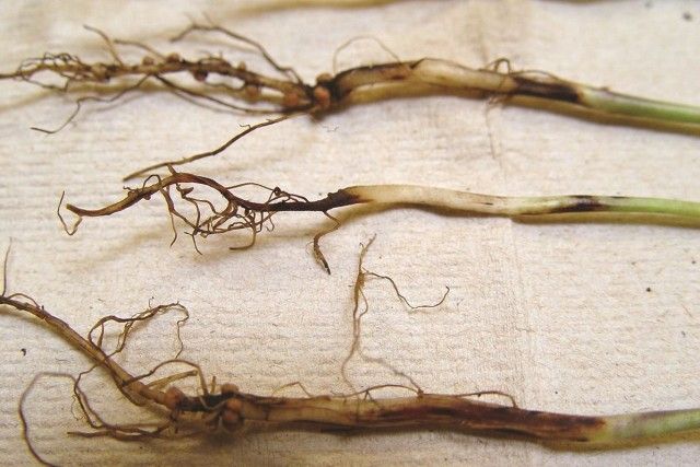 Уражені чорної ніжкою коріння і стебла розсади