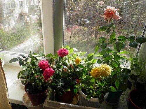 троянди на вікні