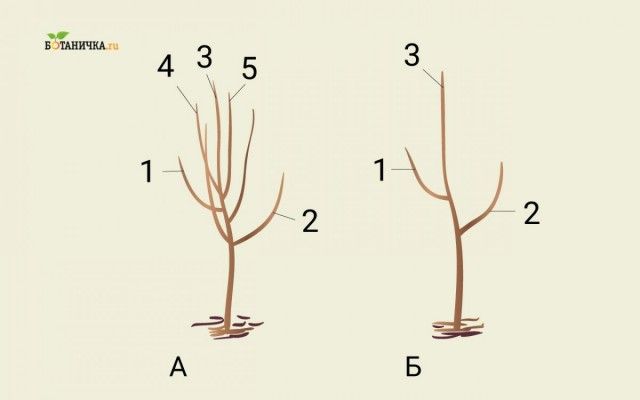 Формування крони юної яблуні: А - саджанець до обрізки, Б - саджанець після формування першого ярусу крони. 1 і 2 - гілки першого ярусу, 3 - центральний провідник, 4 і 5 - гілки, що підлягають обрізці