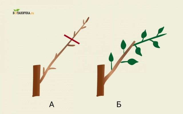 Обрізка каркасних гілок яблуні: А - гілка до обрізки, Б - каркасна гілка після обрізки з новим втечею