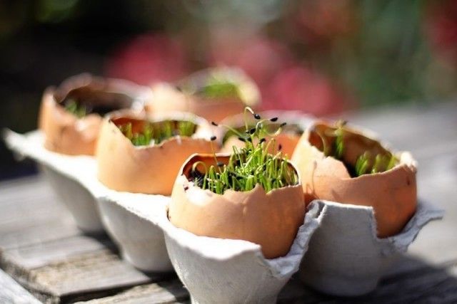 Яєчну шкаралупу можна з успіхом використовувати для вирощування розсади