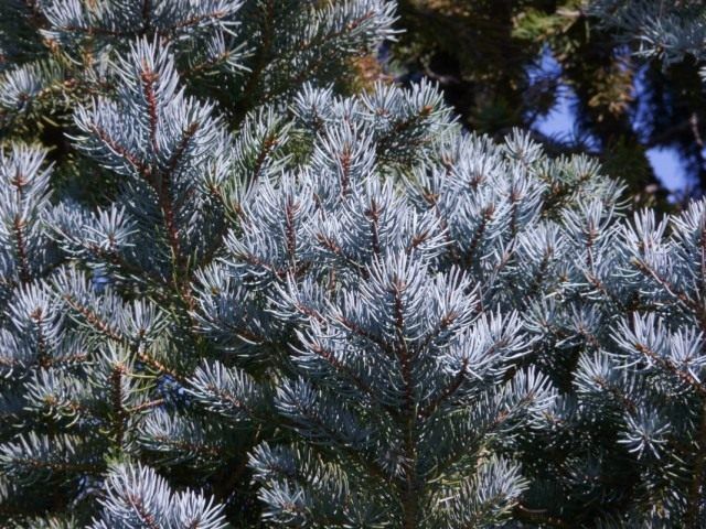 Ялина блакитна, або Ялина колюча (Picea pungens)
