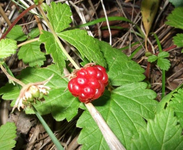 Княженіка звичайна (лат. Rubus arcticus)